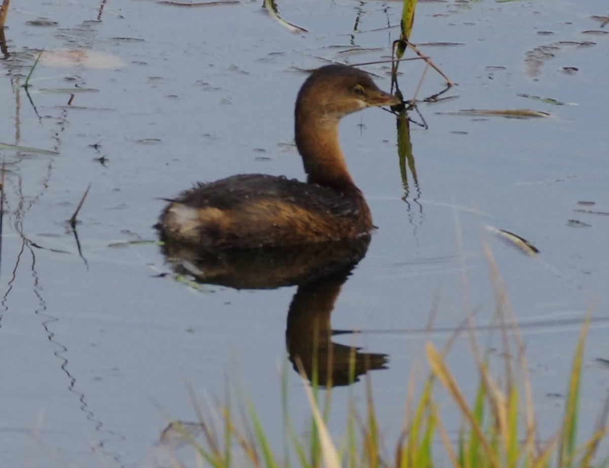 potápka americká - ML645170869