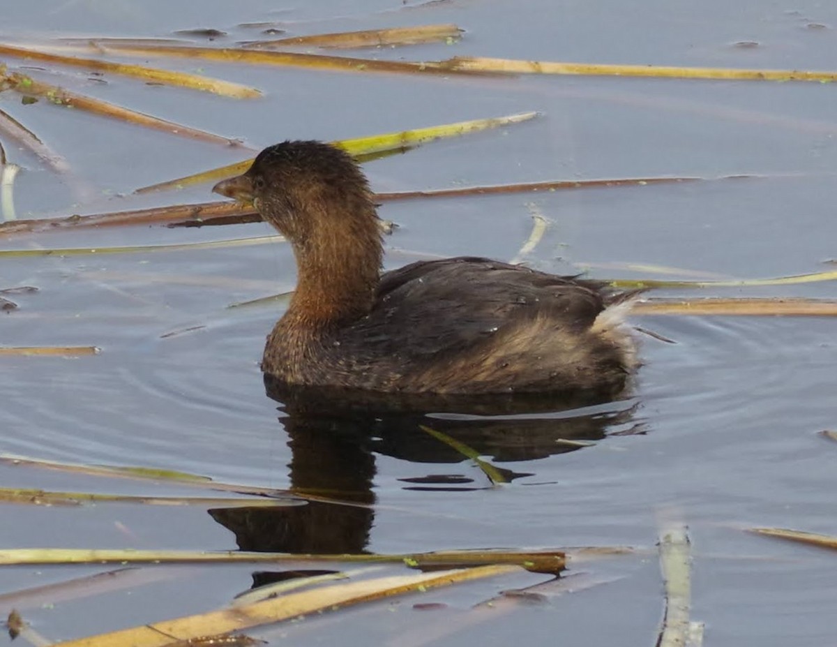 potápka americká - ML645170870