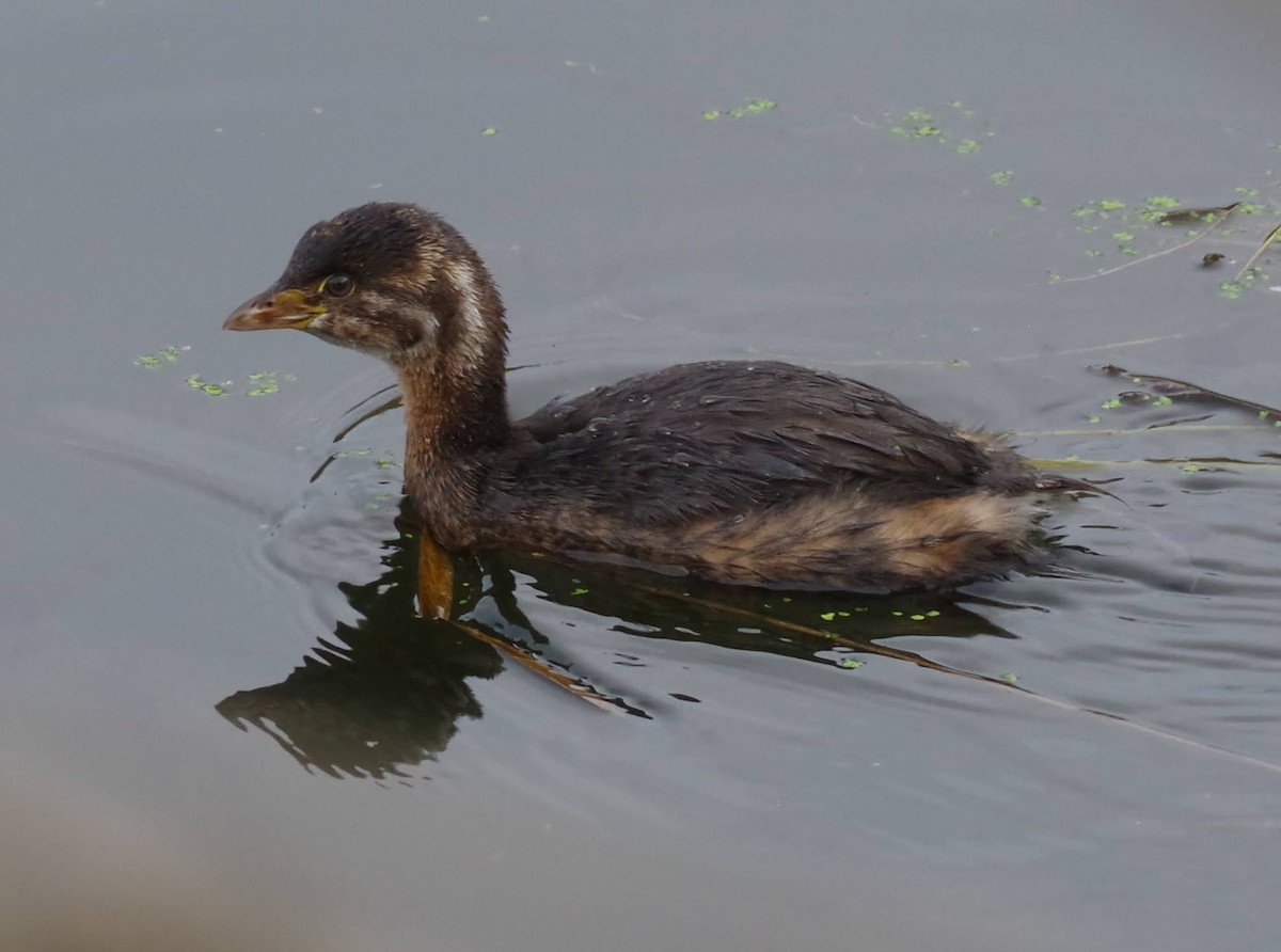 potápka americká - ML645170871