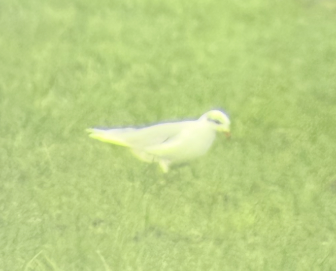 Mediterranean Gull - ML645170882