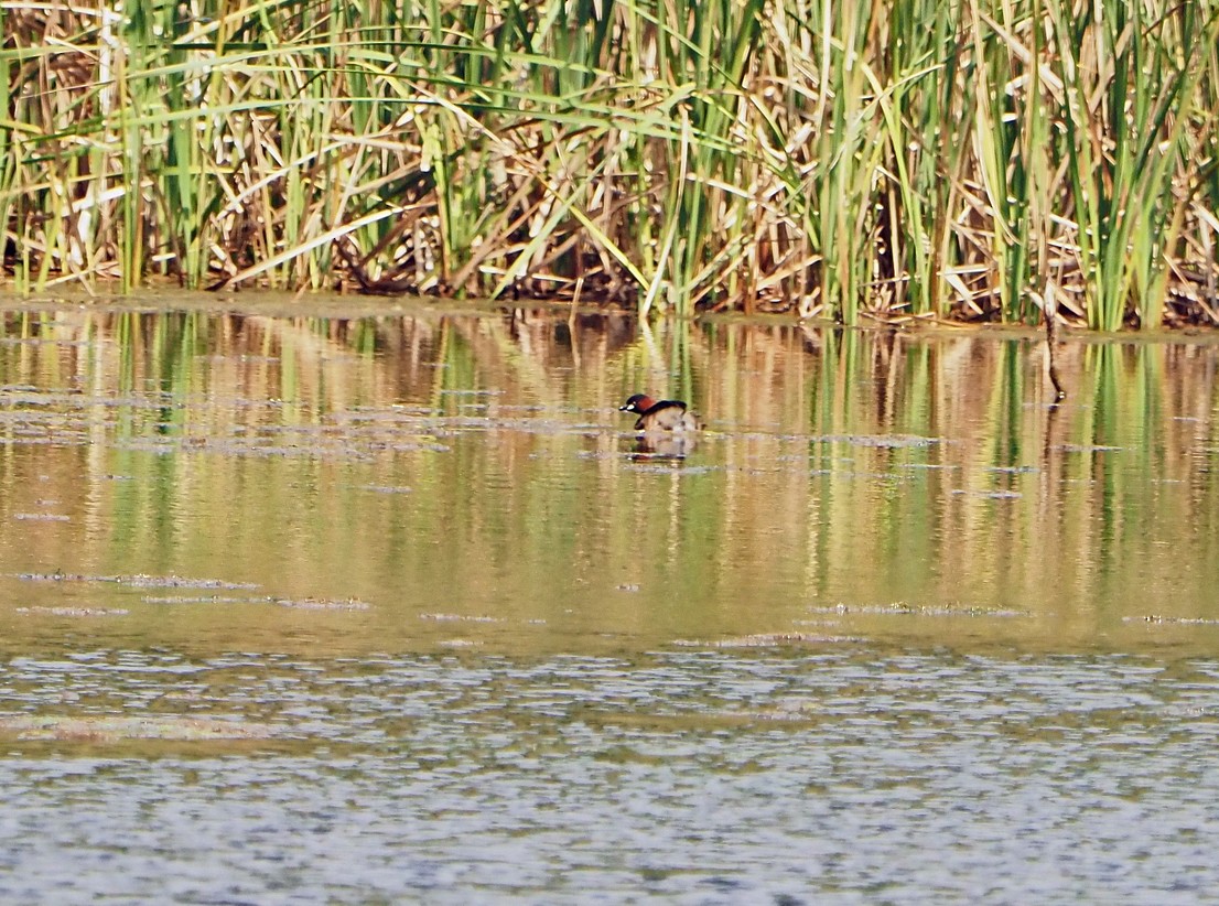 Little Grebe - ML645170897