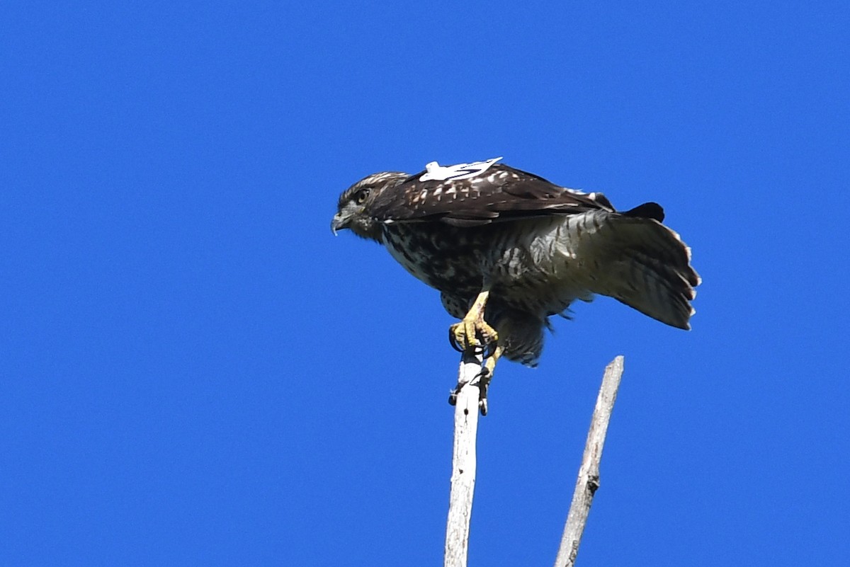 Red-tailed Hawk - ML645170907