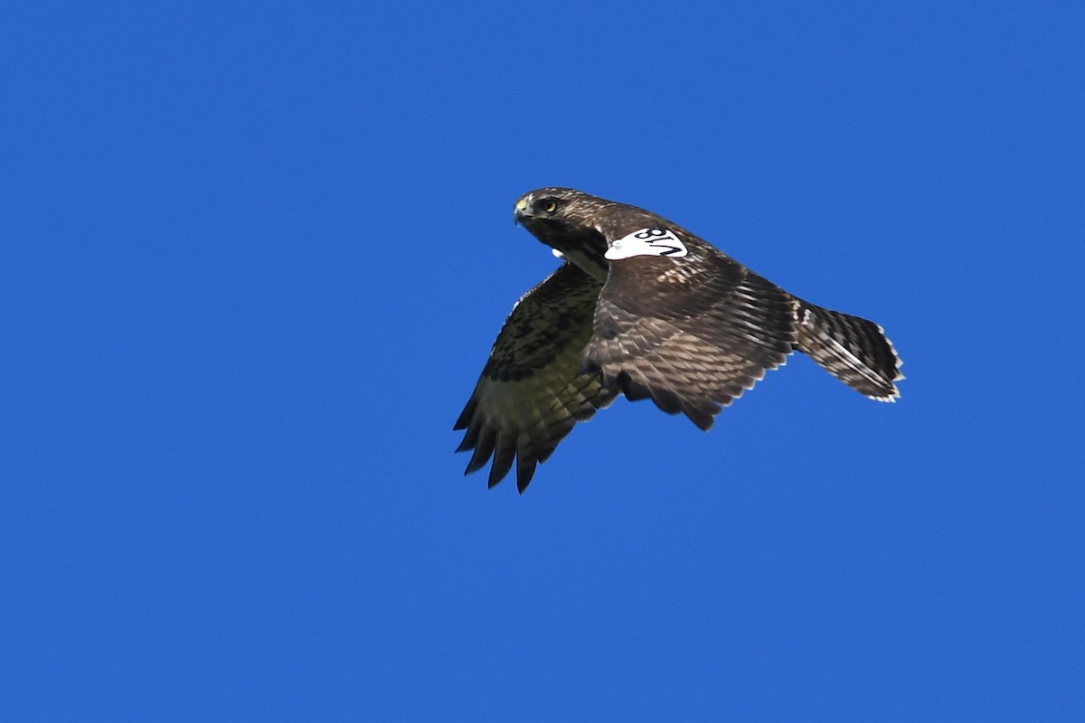 Red-tailed Hawk - ML645170908