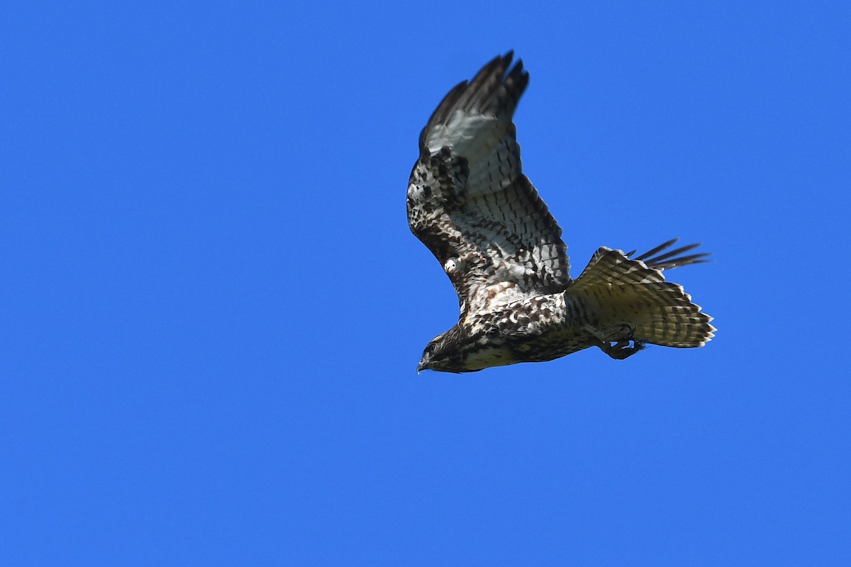 Red-tailed Hawk - ML645170909