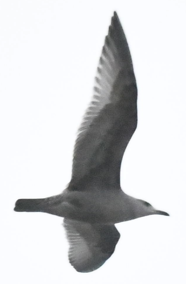 Short-billed Gull - ML645170920