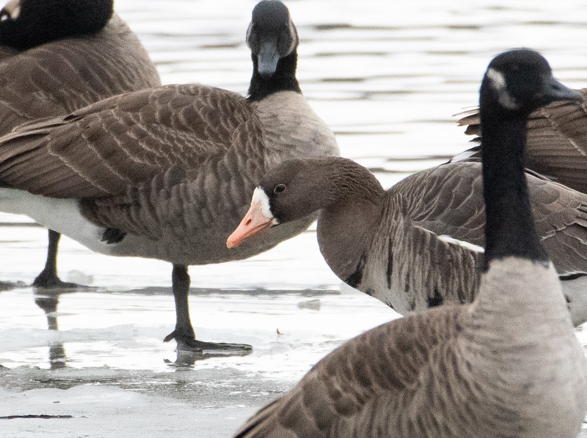 Greater White-fronted Goose - ML645170925