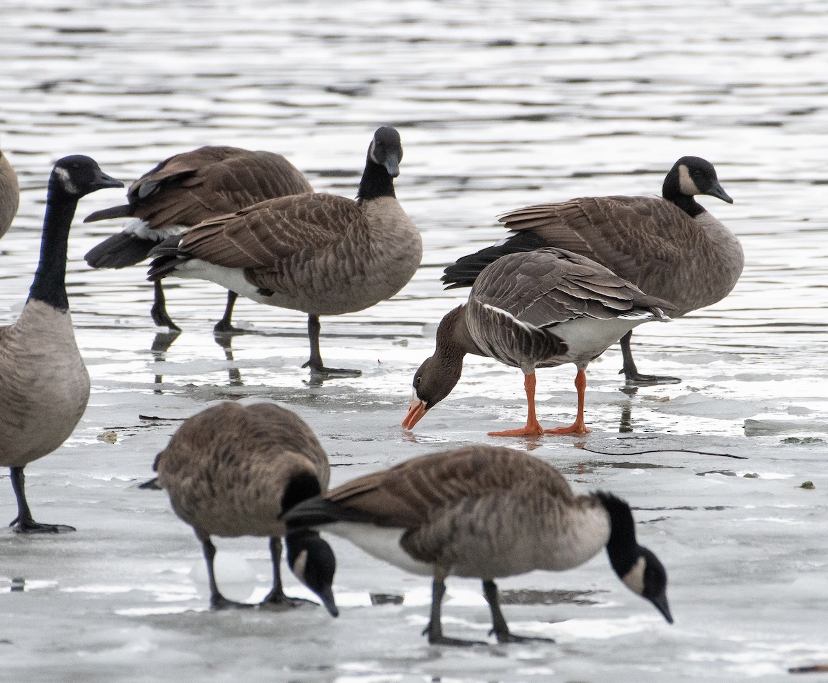 Greater White-fronted Goose - ML645170927