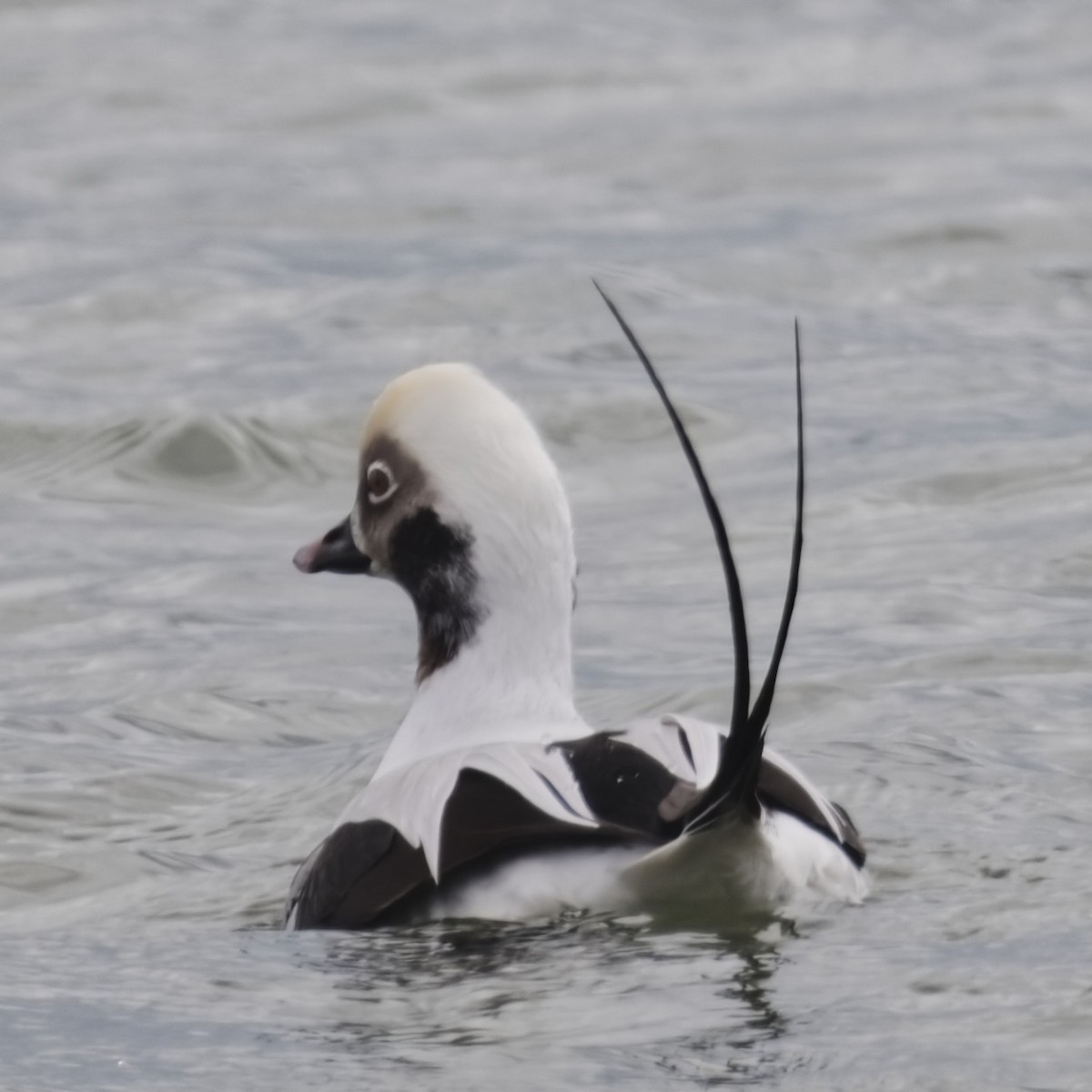 Long-tailed Duck - ML645170946