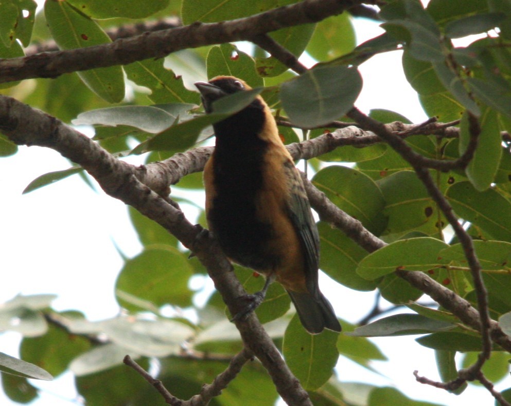 Burnished-buff Tanager - ML645170947
