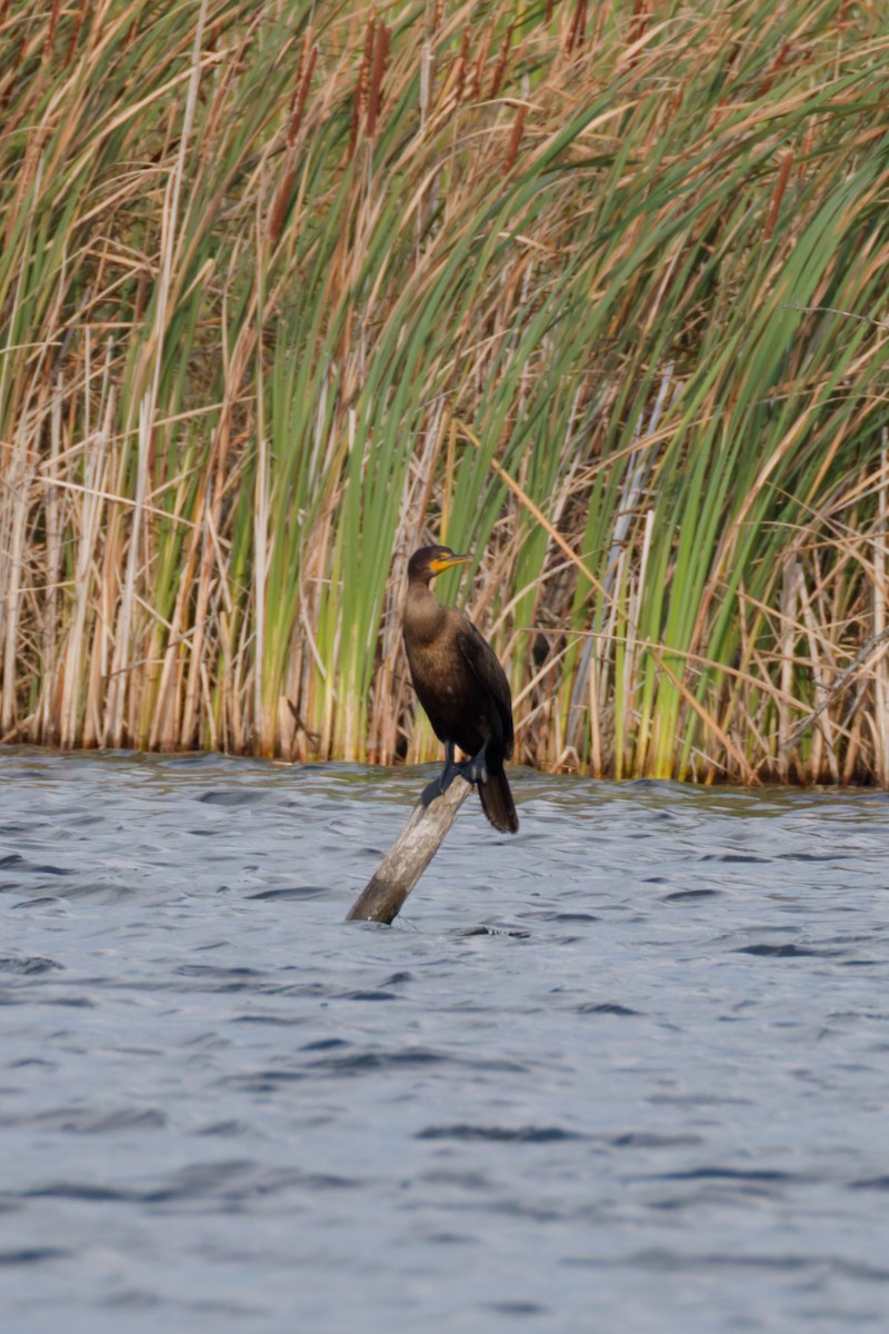 totoppskarv - ML645170958