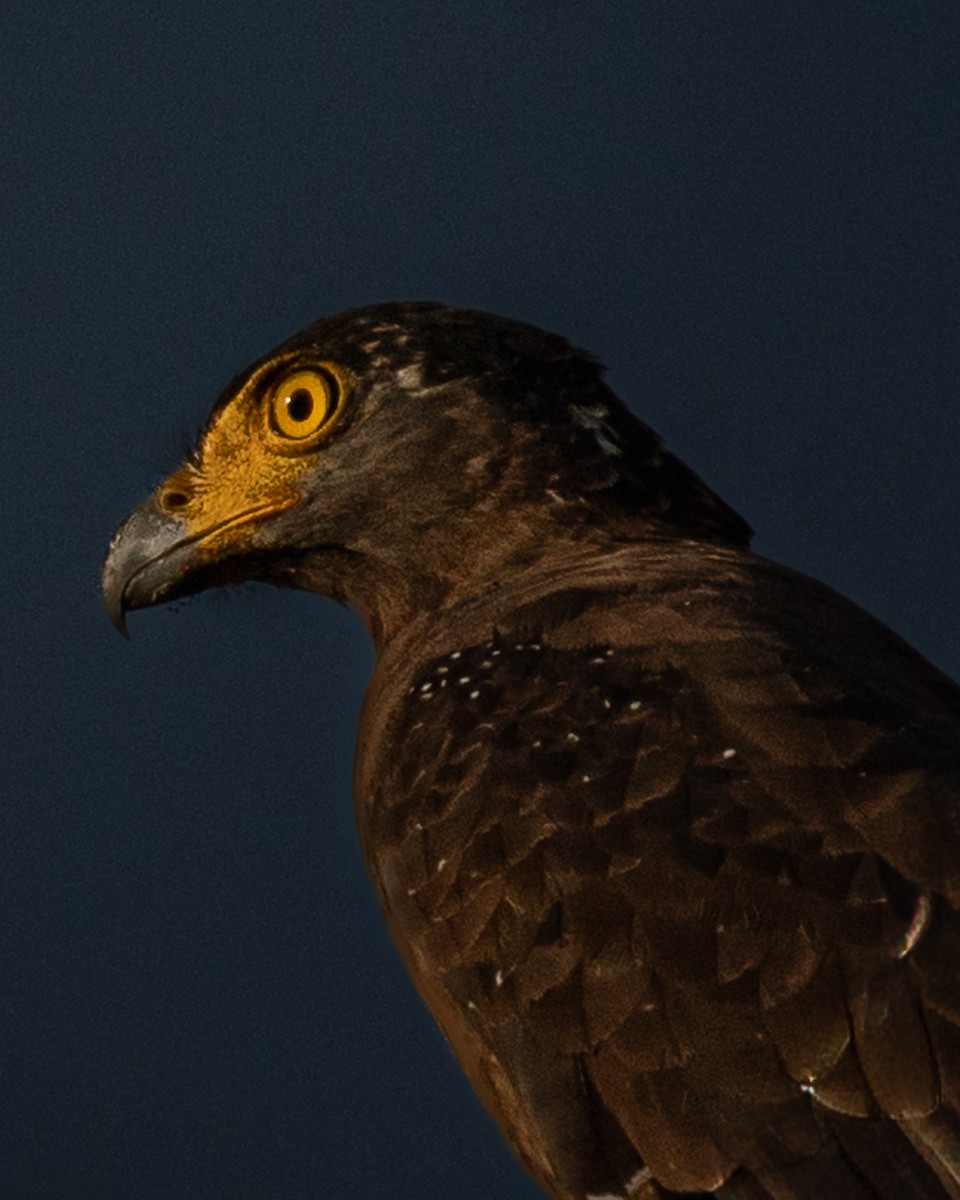 Хохлатый змееяд - ML645170971