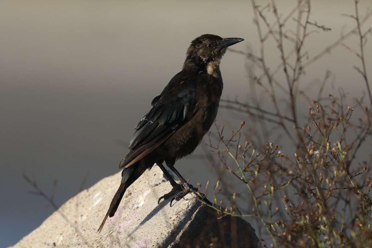 Boat-tailed Grackle - ML645170985