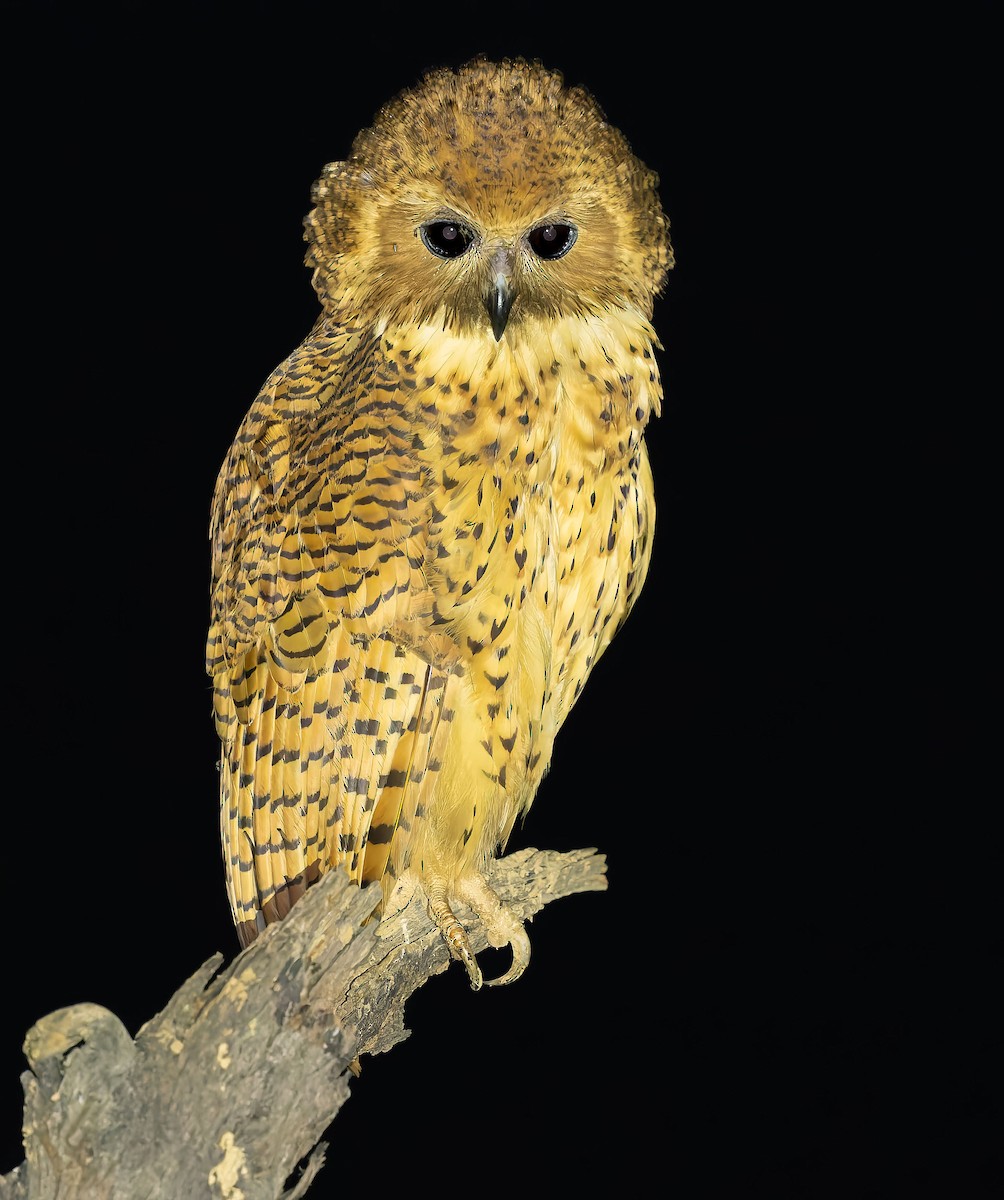 Pel's Fishing-Owl - ML645170992