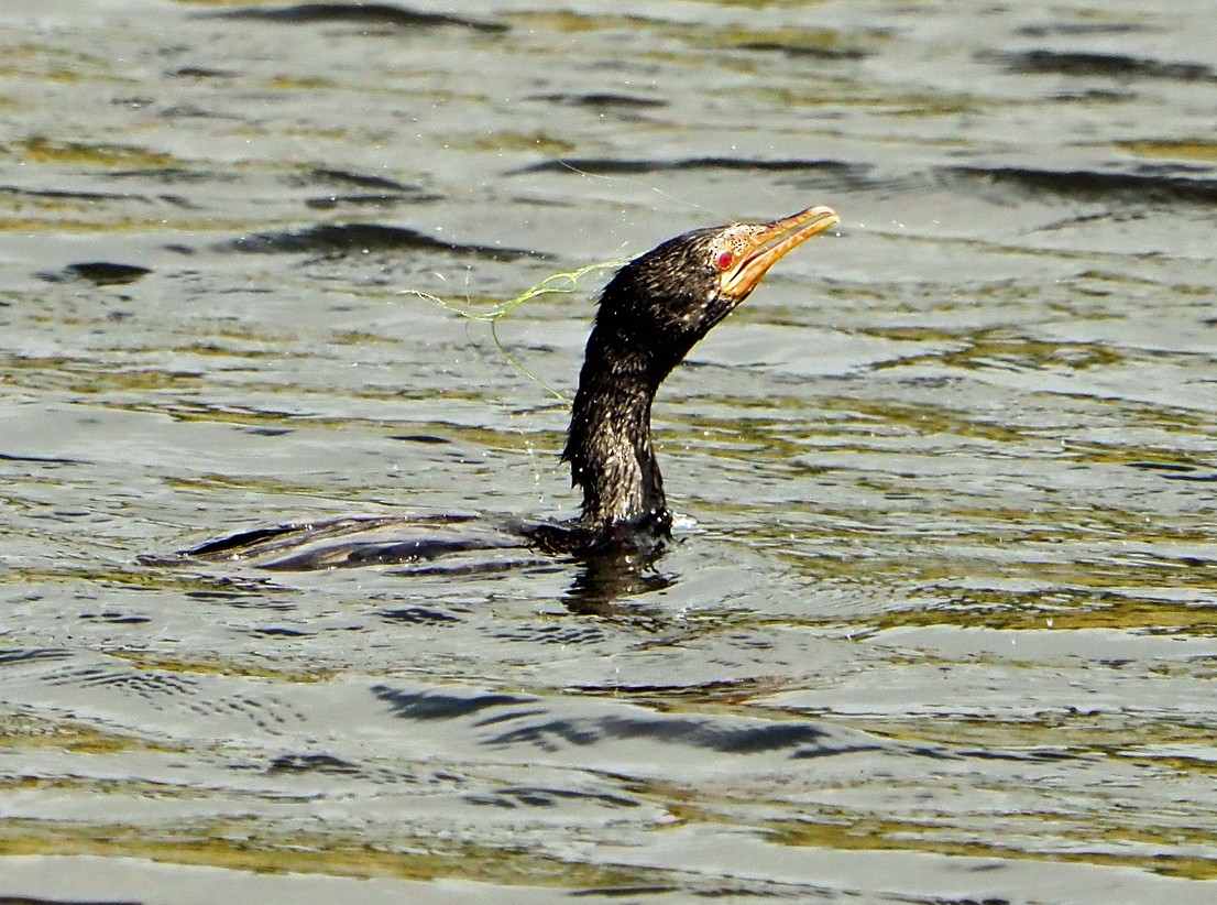 kormorán dlouhoocasý - ML645171002