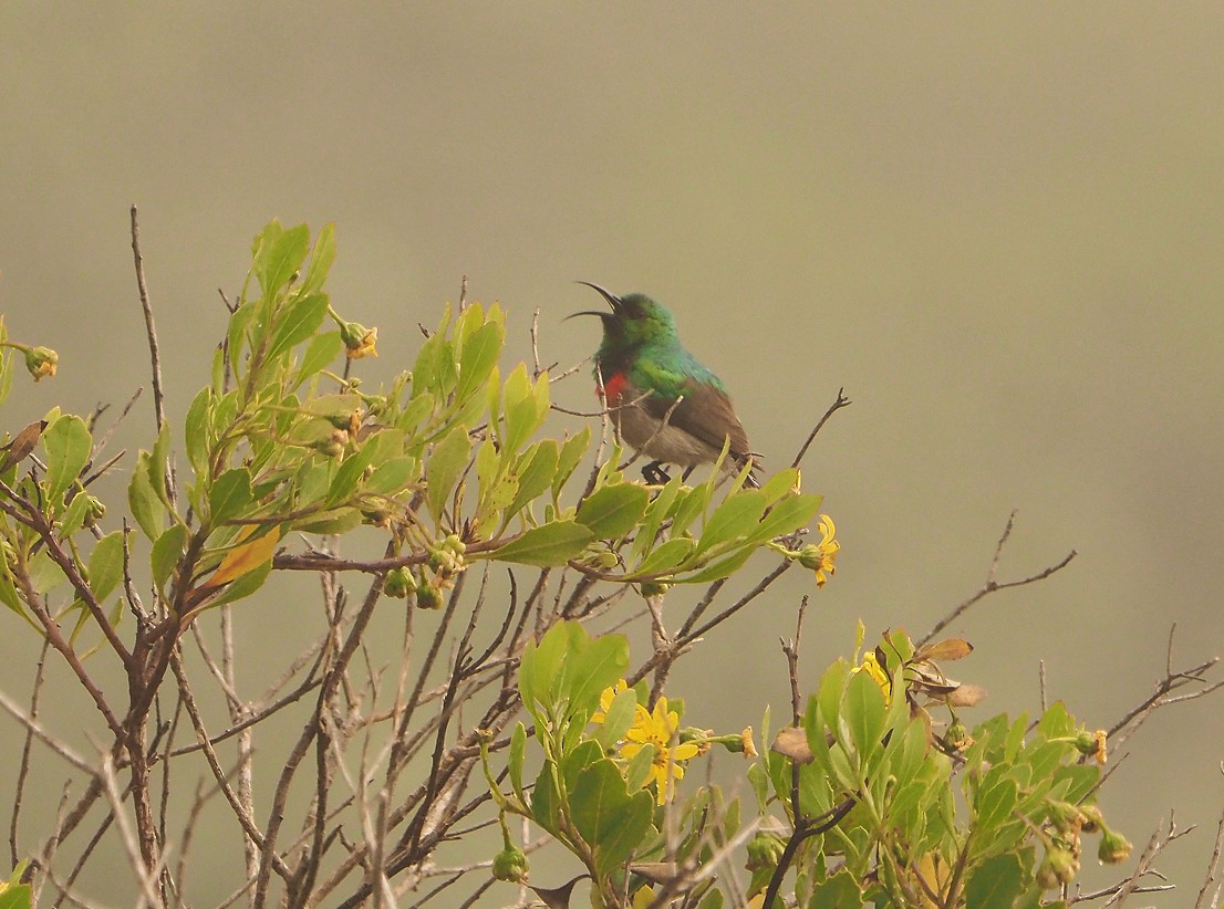 Southern Double-collared Sunbird - ML645171017