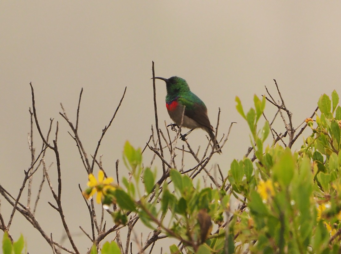 Southern Double-collared Sunbird - ML645171018