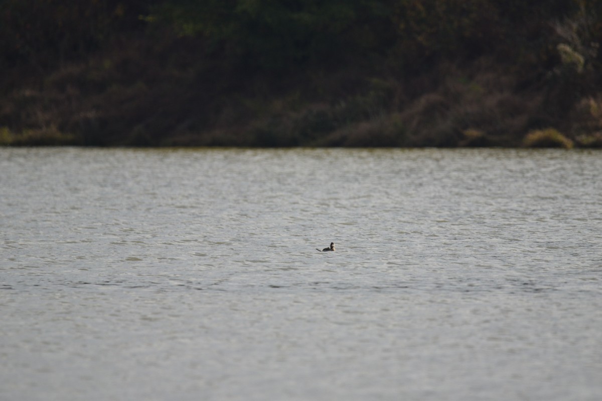 Schwarzkopf-Ruderente - ML645171049