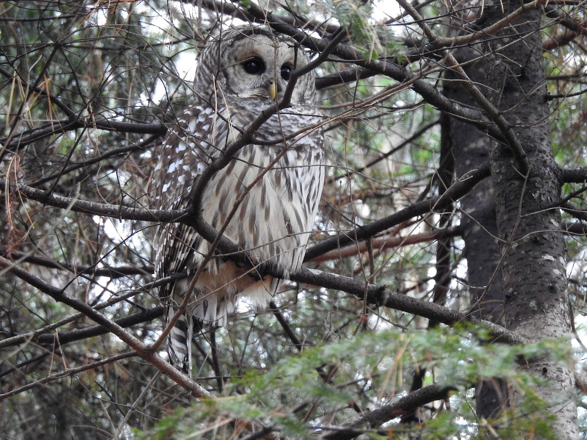 Çizgili Baykuş - ML645171064