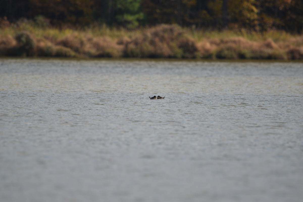 Schwarzkopf-Ruderente - ML645171065