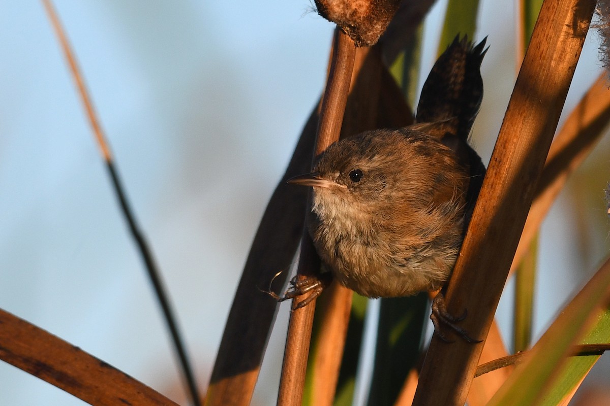 Marsh Wren - ML645171079