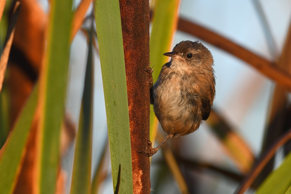 Marsh Wren - ML645171081