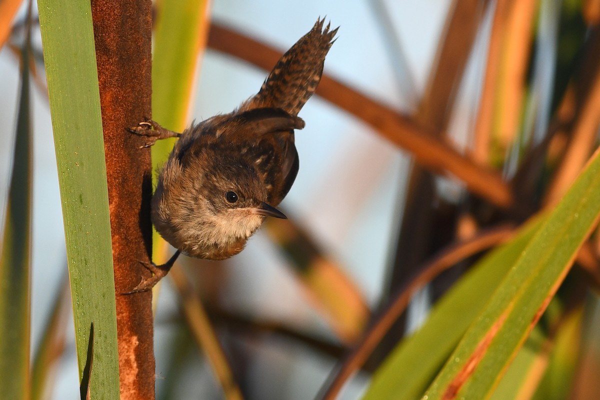 Marsh Wren - ML645171082