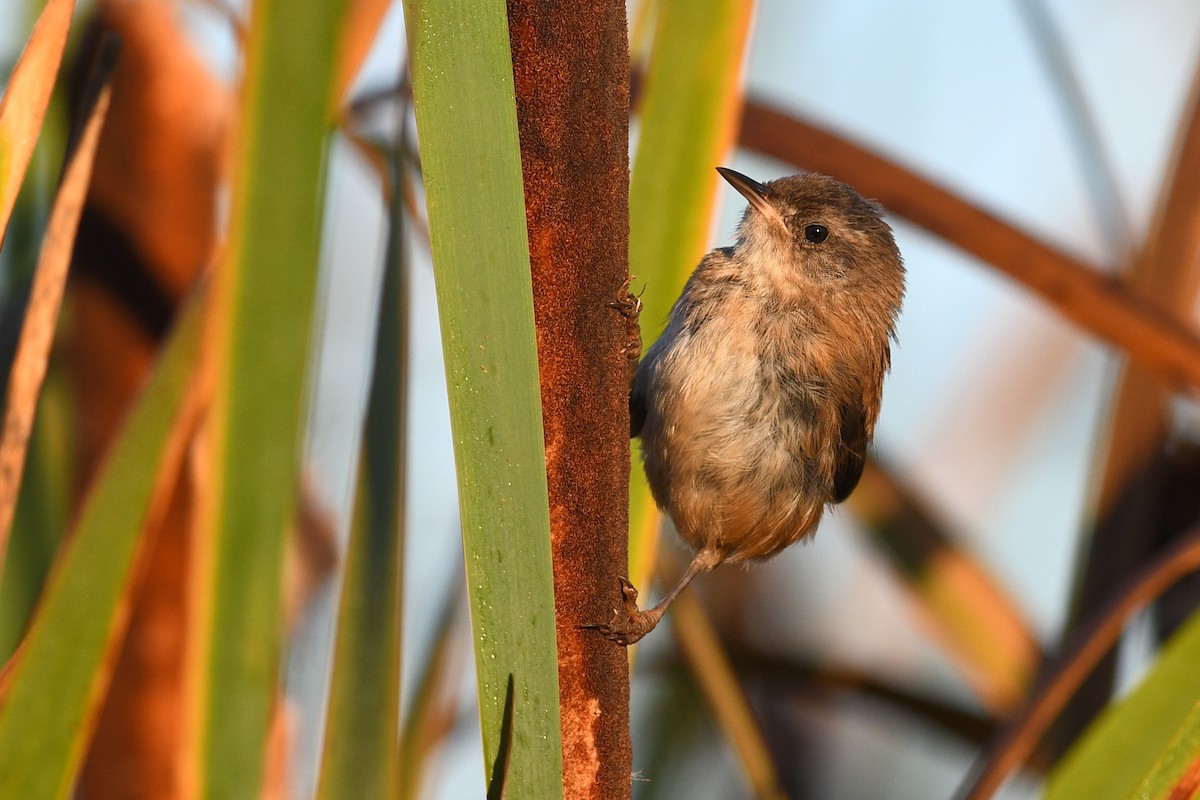 Marsh Wren - ML645171083
