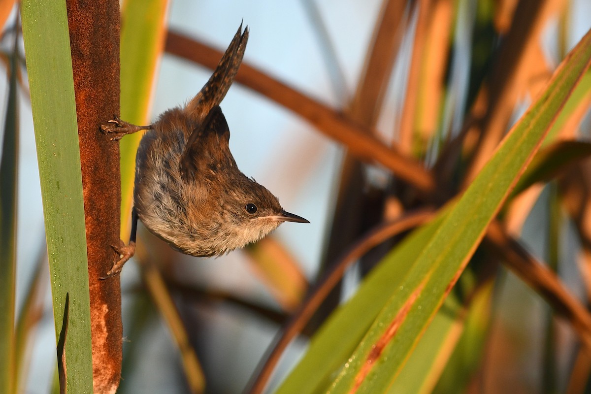 Marsh Wren - ML645171084