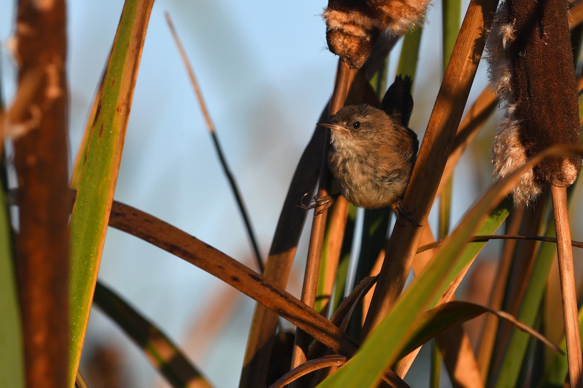 Marsh Wren - ML645171085