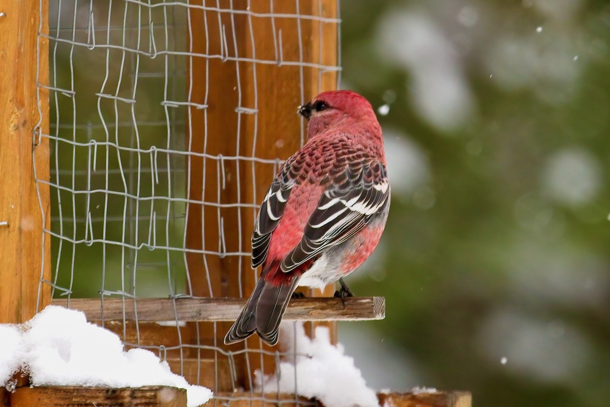 Hakengimpel - ML645171088