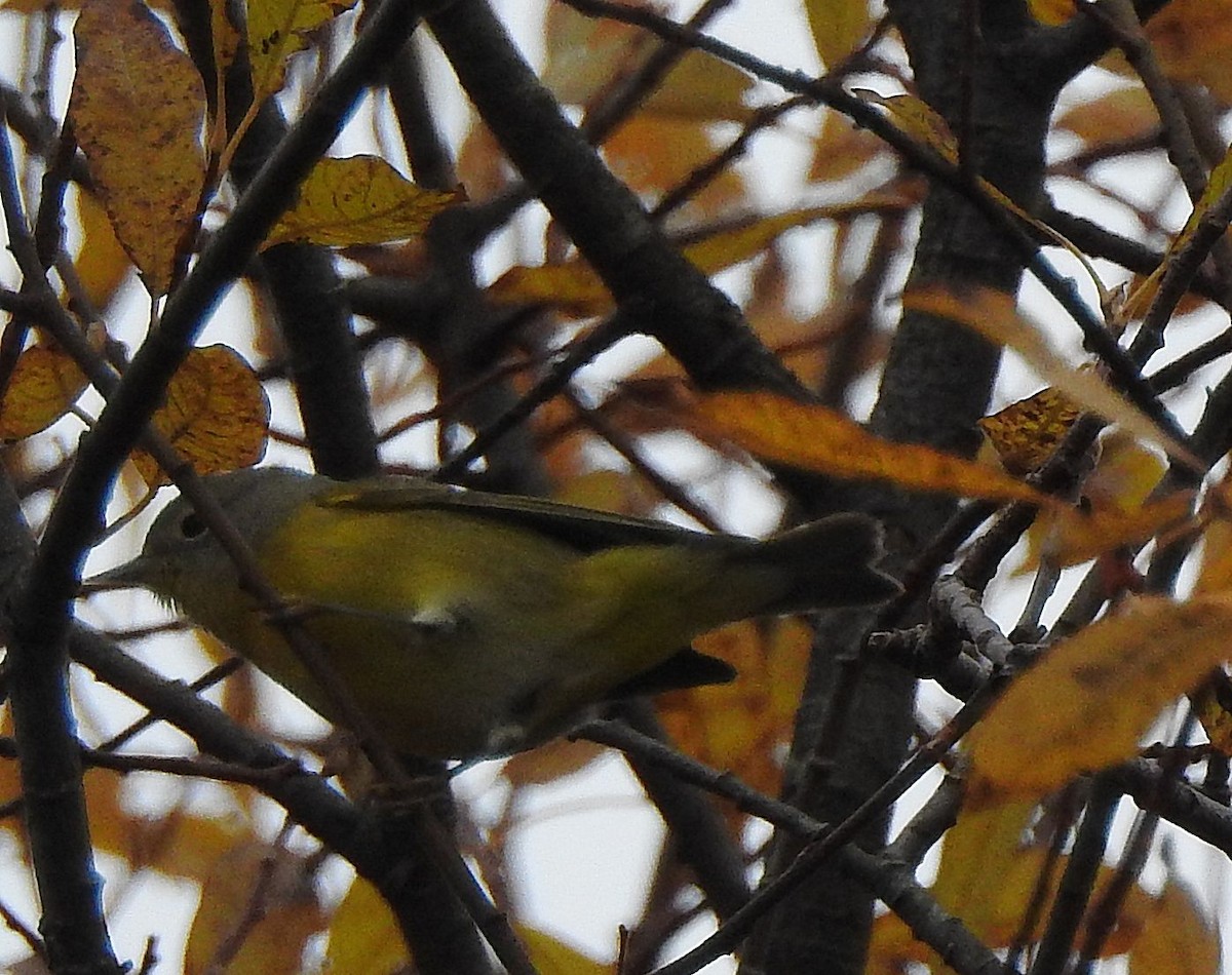 Naşvil Ötleğeni - ML645171105