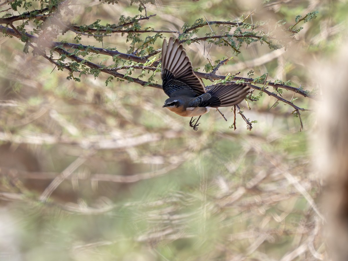 bělořit šedý - ML645171115