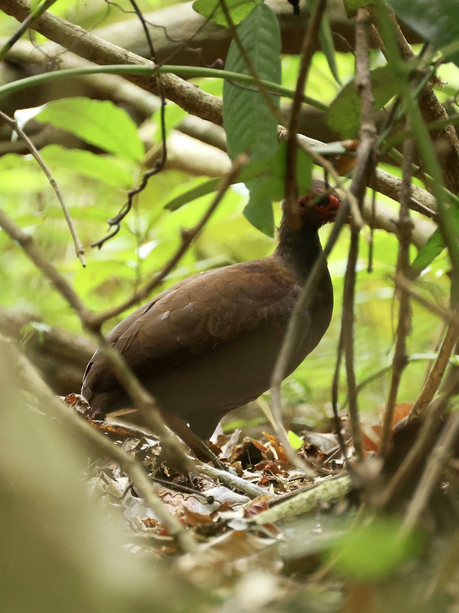 Philippine Megapode - ML645171116