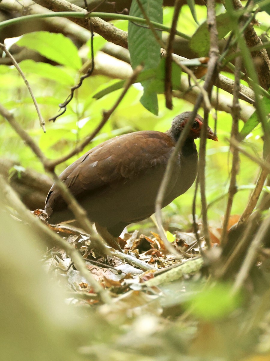 Philippine Megapode - ML645171117