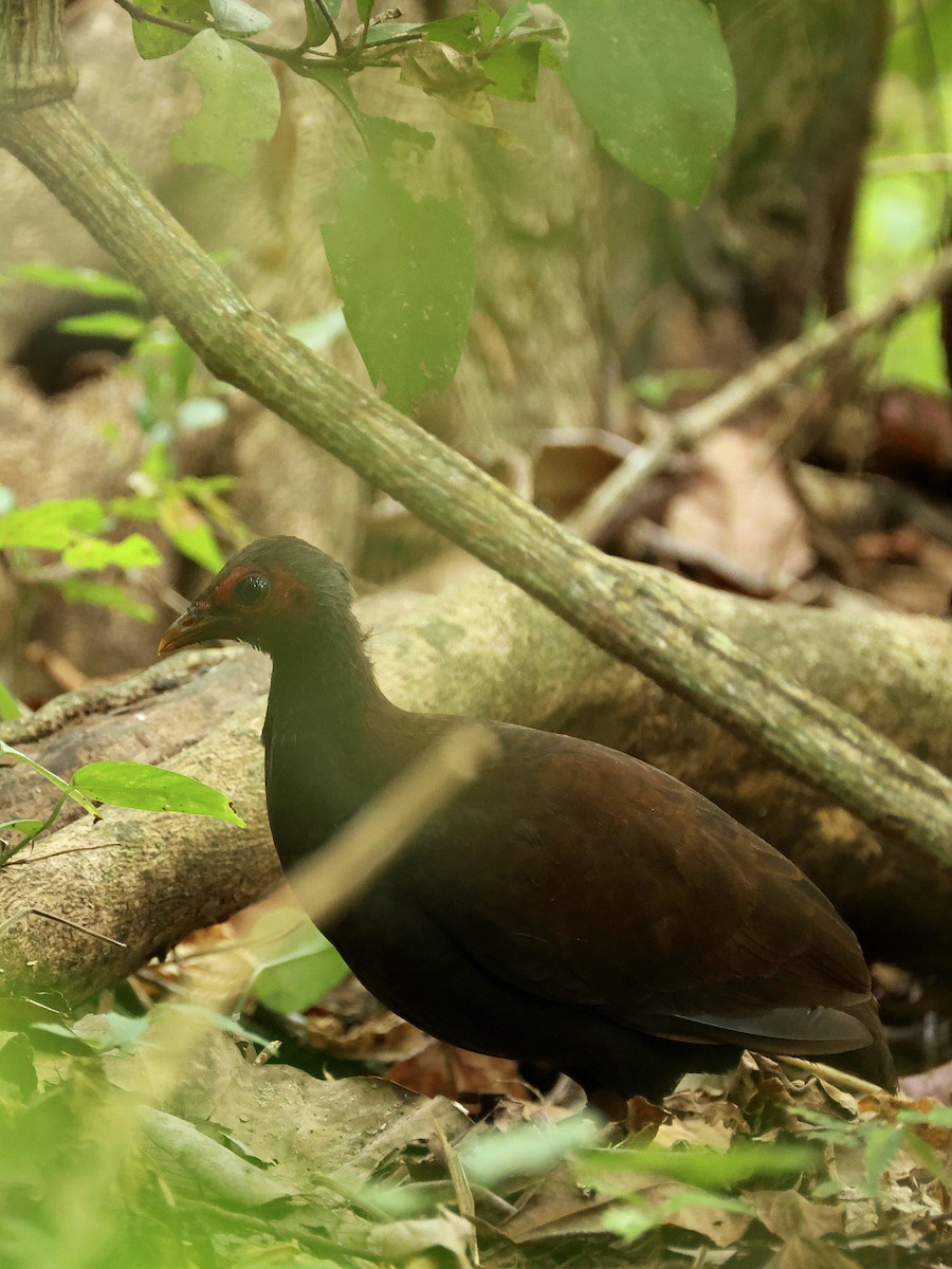 Philippine Megapode - ML645171119