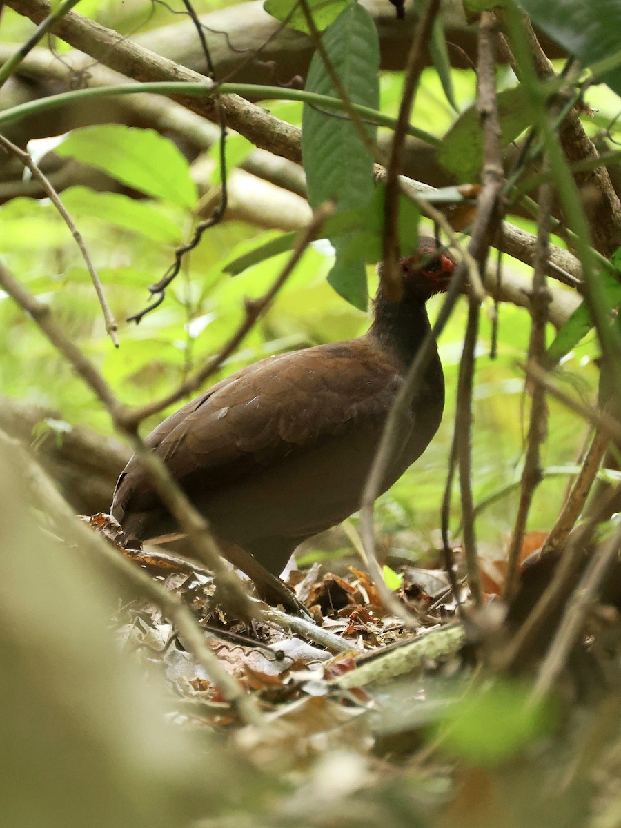 Philippine Megapode - ML645171120