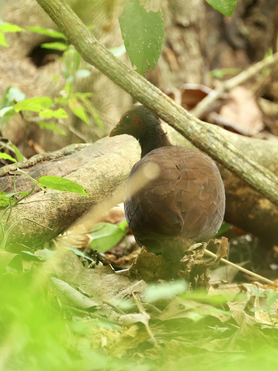 Philippine Megapode - ML645171121
