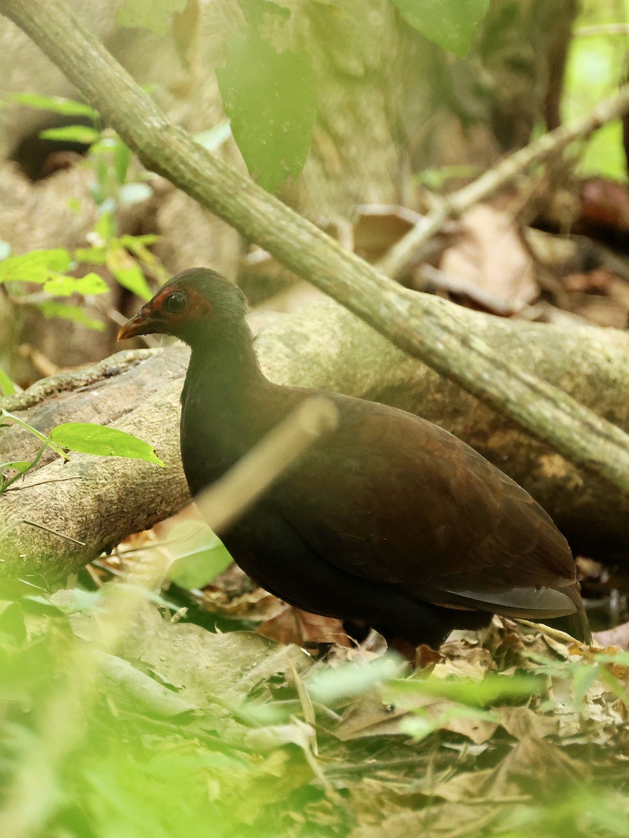 Philippine Megapode - ML645171122