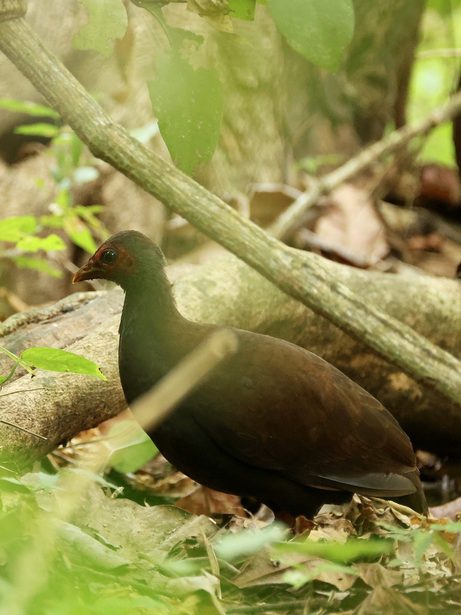 Philippine Megapode - ML645171123
