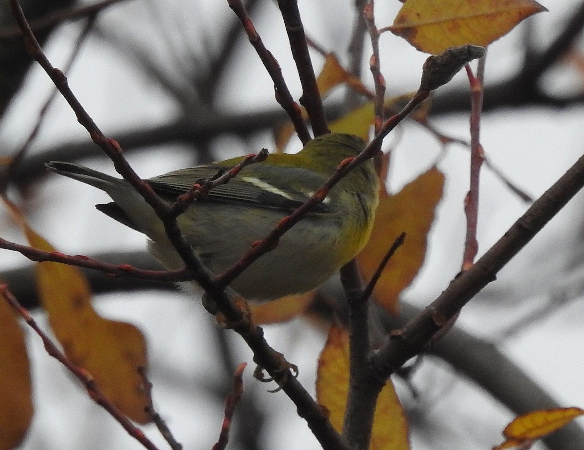 Kuzeyli Parula - ML645171124