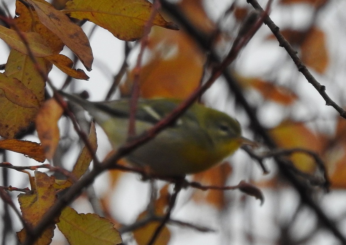 Kuzeyli Parula - ML645171130