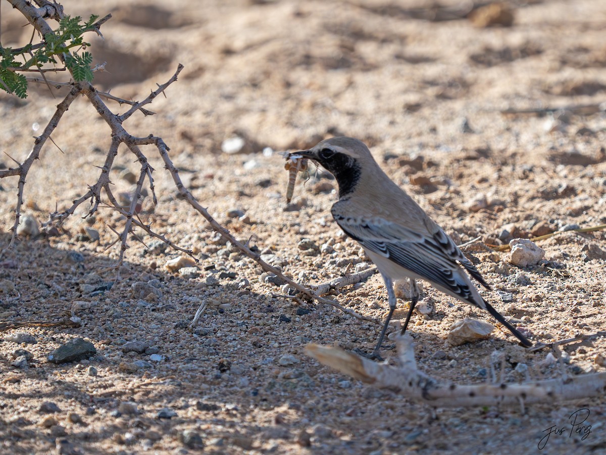 bělořit pouštní - ML645171131