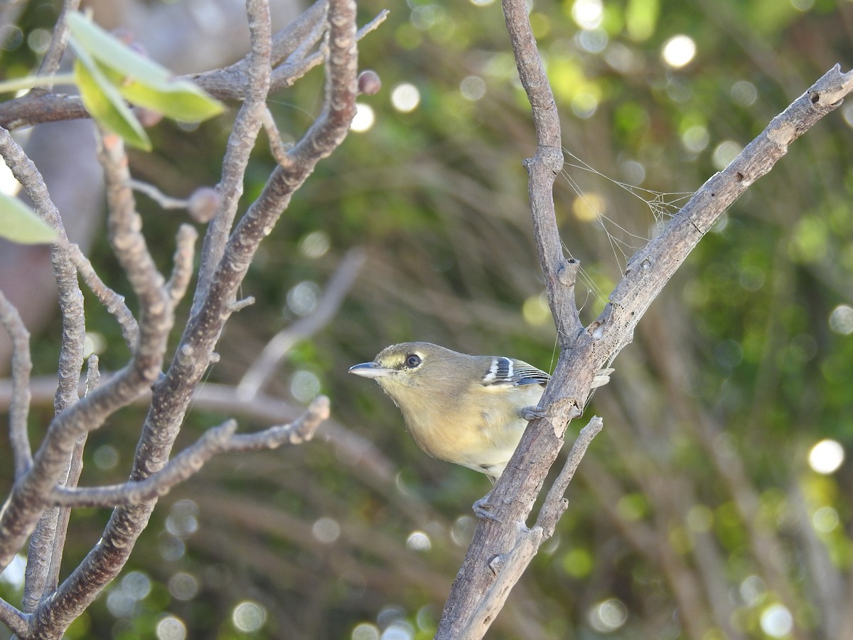 Thick-billed Vireo - ML645171146
