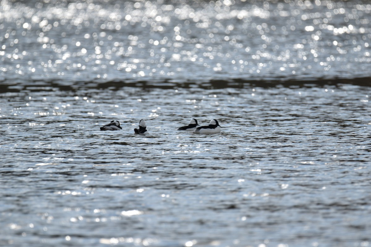 Büffelkopfente - ML645171153