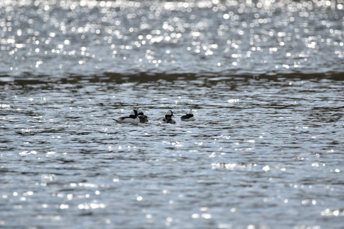 Büffelkopfente - ML645171154