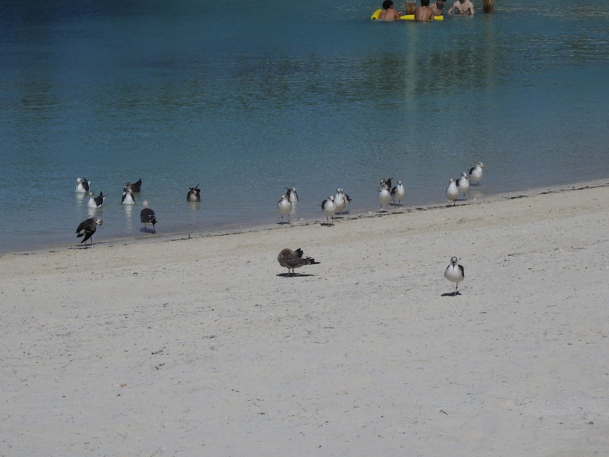 שחף שחור - ML645171167