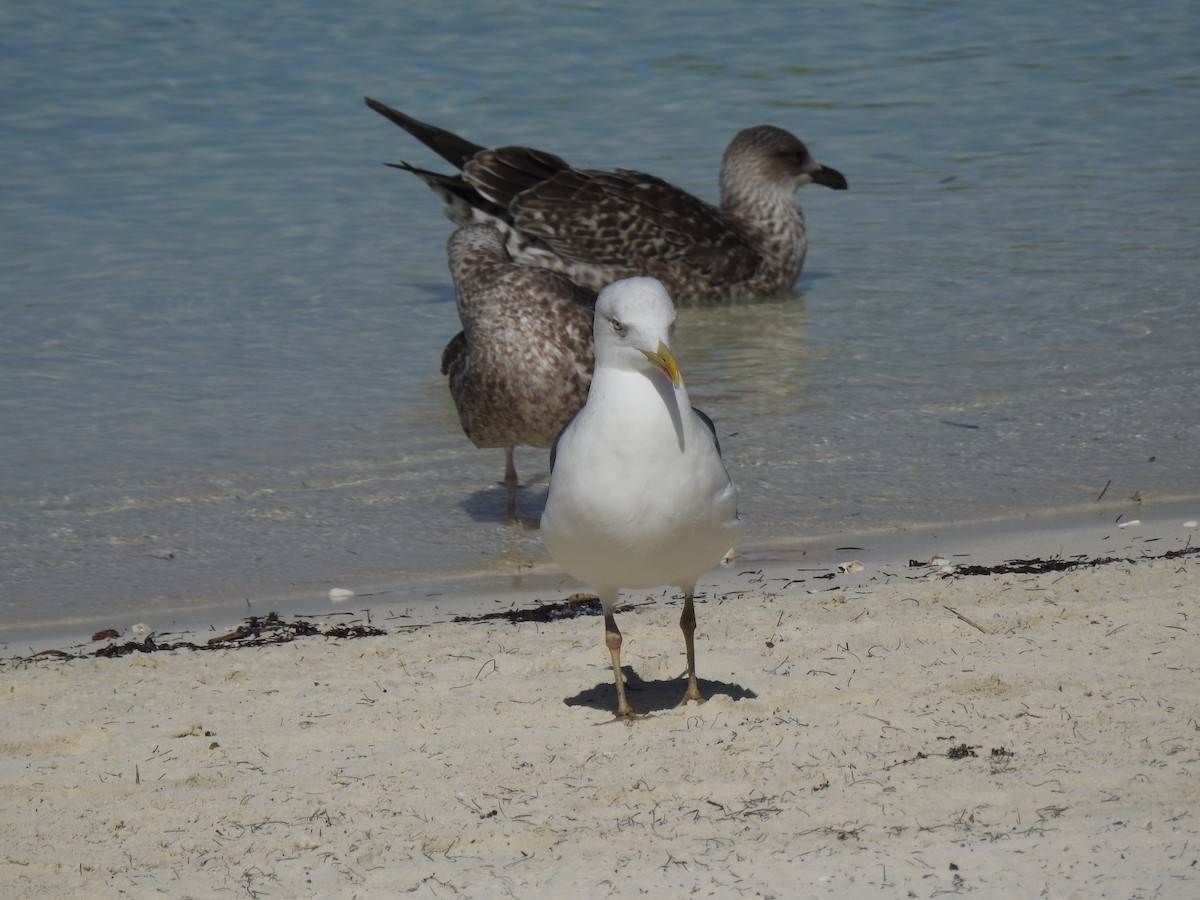 שחף שחור - ML645171173