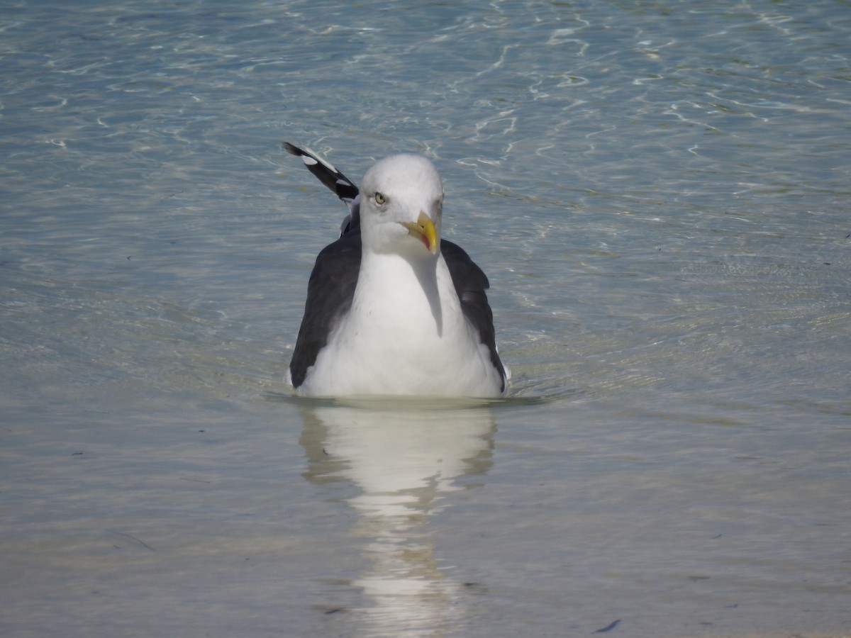 שחף שחור - ML645171178