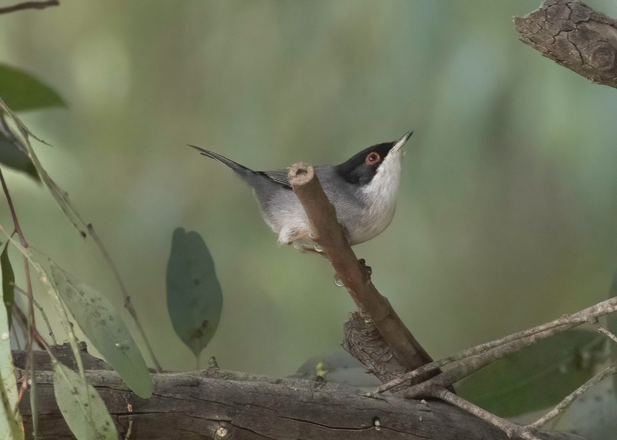 Sardinian Warbler - ML645171179