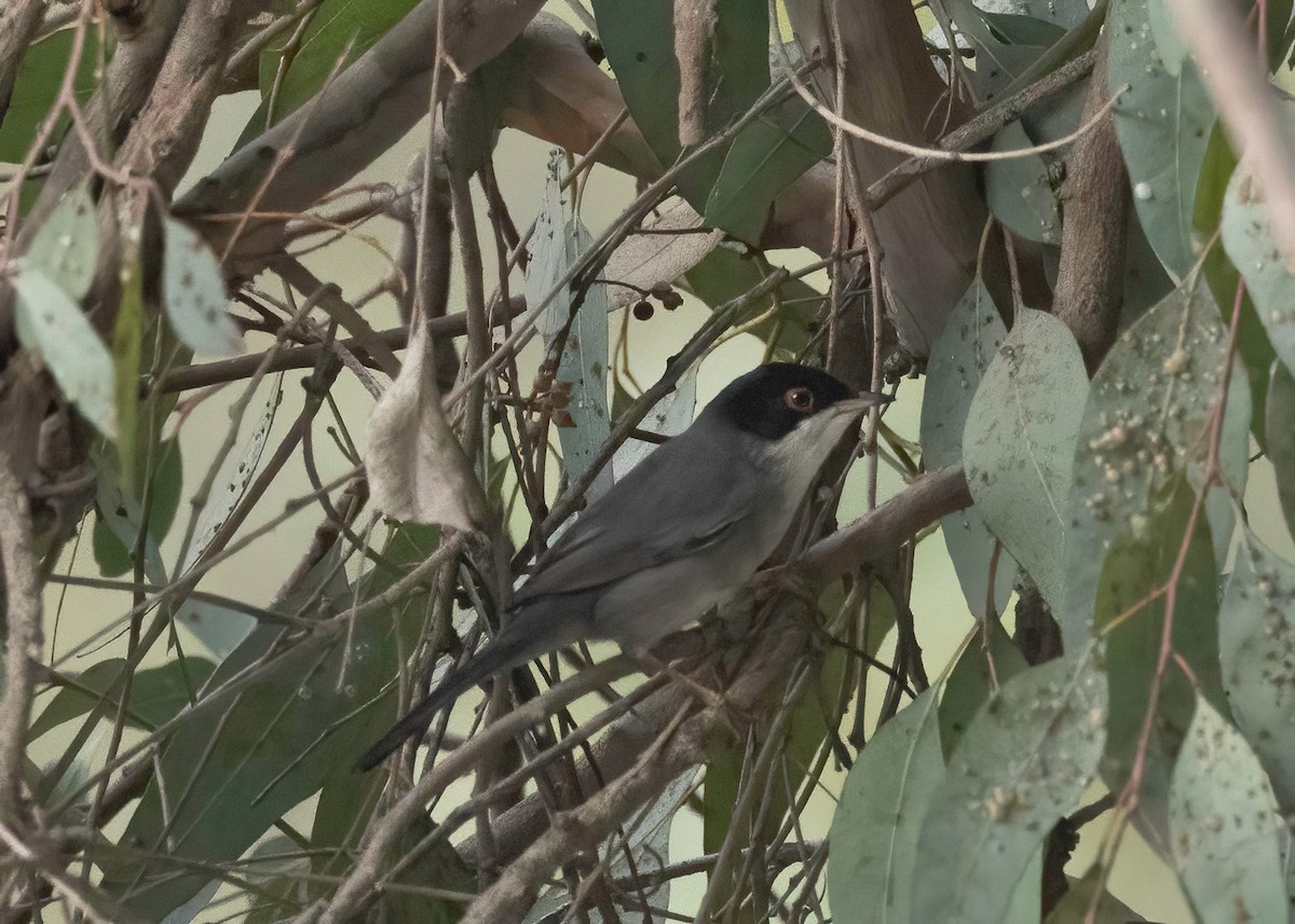 Sardinian Warbler - ML645171180